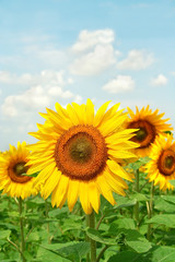 Sunflower field