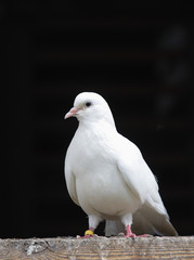 White dove