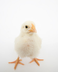 Baby chick on white background