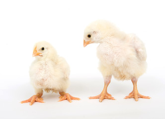 Two yellow chicks on a white background
