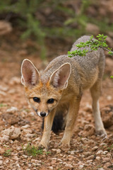Cape fox