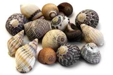 Sea shells