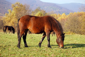 Horse on the mountain pasture