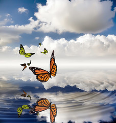 mariposas © juanjo