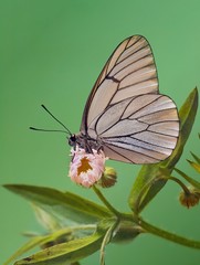 Aporia crategi