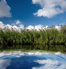 pantano y cañizo © juanjo