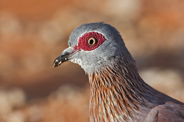 Rock pigeon