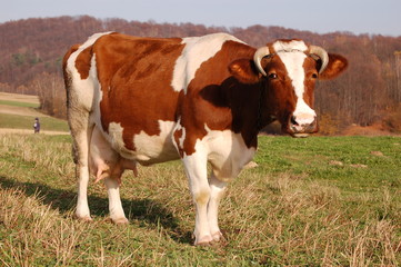 Fototapeta na wymiar krowa na pastwisku