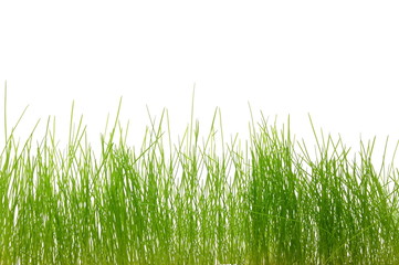 grass