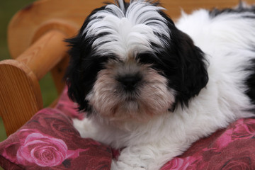 Shih Tzu-Welpe