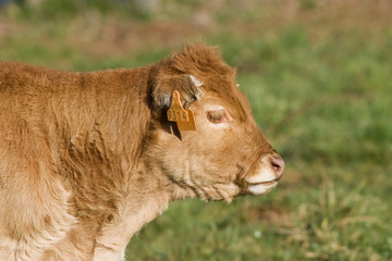 Veau - race limousine