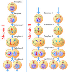 Meiosis of germ cells - obrazy, fototapety, plakaty