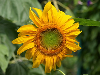 Obraz premium Sunflower-1