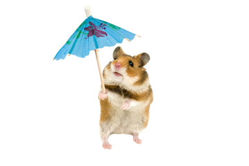 little hamster with paper umbrella - 12449351