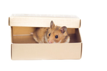 hamster in the box - 12449354