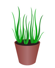 Plante verte dans son pot