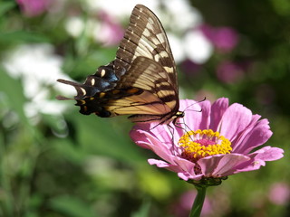 Fototapeta na wymiar Zinnia Butterfly-3