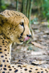 Hungry Cheetah