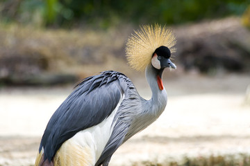 Fototapeta premium Crowned Crane