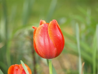Tulip-2