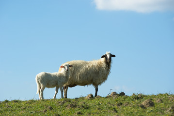 sheep and lamb on the hill