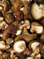 Shiitake mushrooms