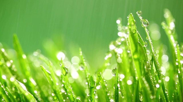 rain