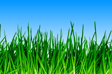 Fototapeta premium Green grass