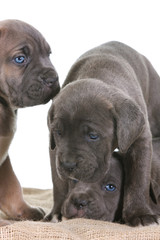 puppy italian mastiff cane corso