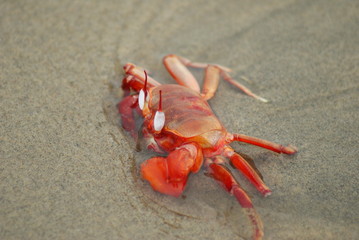 crab