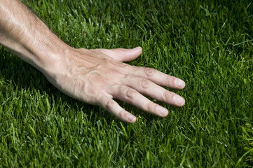 Green Grass