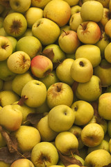 Fresh Apples
