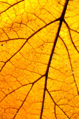 Obraz premium Yellow leaf - macro