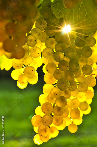 Желтый виноград под каплями бесплатно