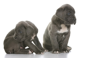 Obraz premium puppy italian mastiff cane corso