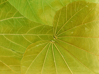 leaf texture