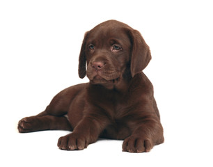 Chocolate puppy Labrador.