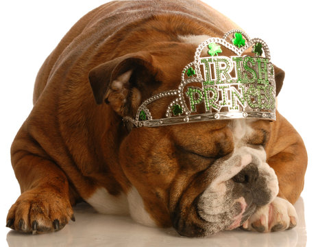 st. patricks day - bulldog wearing irish princess tiara..