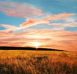 Fototapeta na wymiar Field on sunset