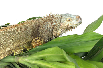 iguana