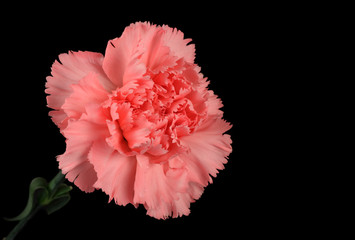 Carnation