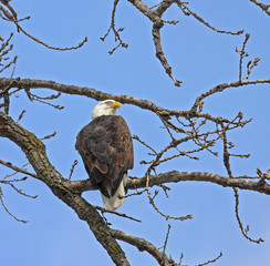 Eagle