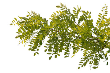 gałąź z liśćmi, branch with leaves © Krzysztof Budziakows