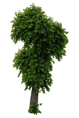 Fototapeta premium zielone drzewo, green tree
