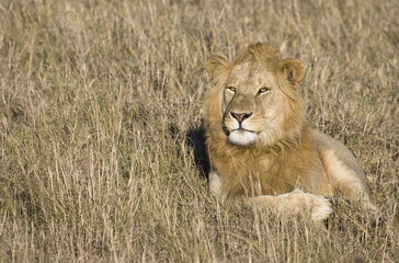 Male Lion