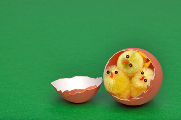 Three easter chicks in an egg shell - obrazy, fototapety, plakaty