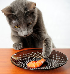 Cat wants to steal shrimp from the table
