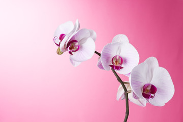 Orchid on Pink