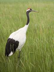 red-crowned crane