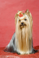 Yorkshire terrier on red background